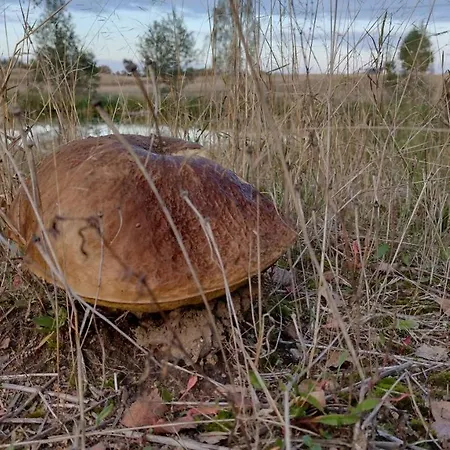 Letniskowy Zloty Karas Prázdninový dům *