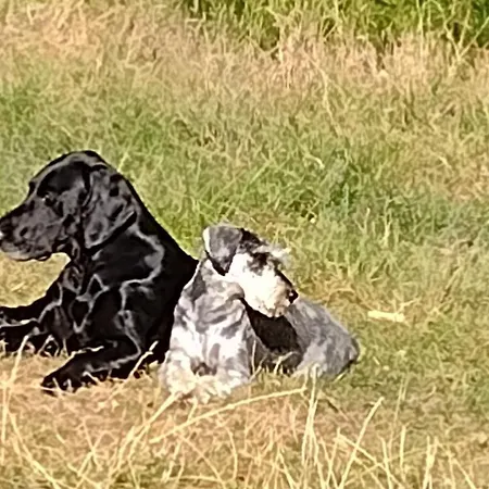 Letniskowy Zloty Karas