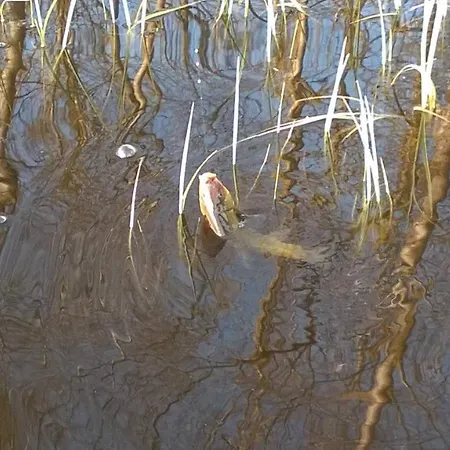 Letniskowy Zloty Karas Prázdninový dům
