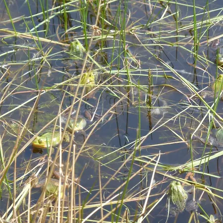 Letniskowy Zloty Karas *