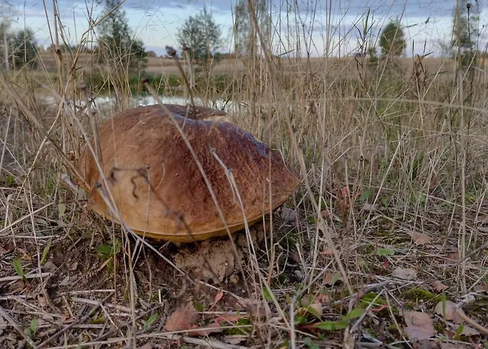 Letniskowy Zloty Karas Дом отдыха *