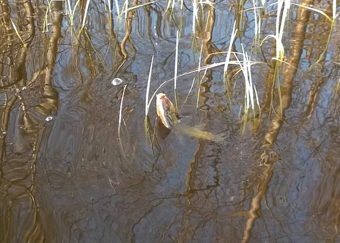 Letniskowy Zloty Karas Дом отдыха