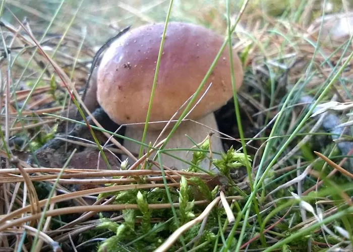 Letniskowy Zloty Karas * Widna Gora